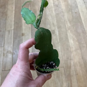 Orchid Cactus Red