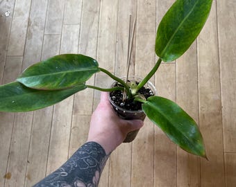 philodendron brasil cream splash 15