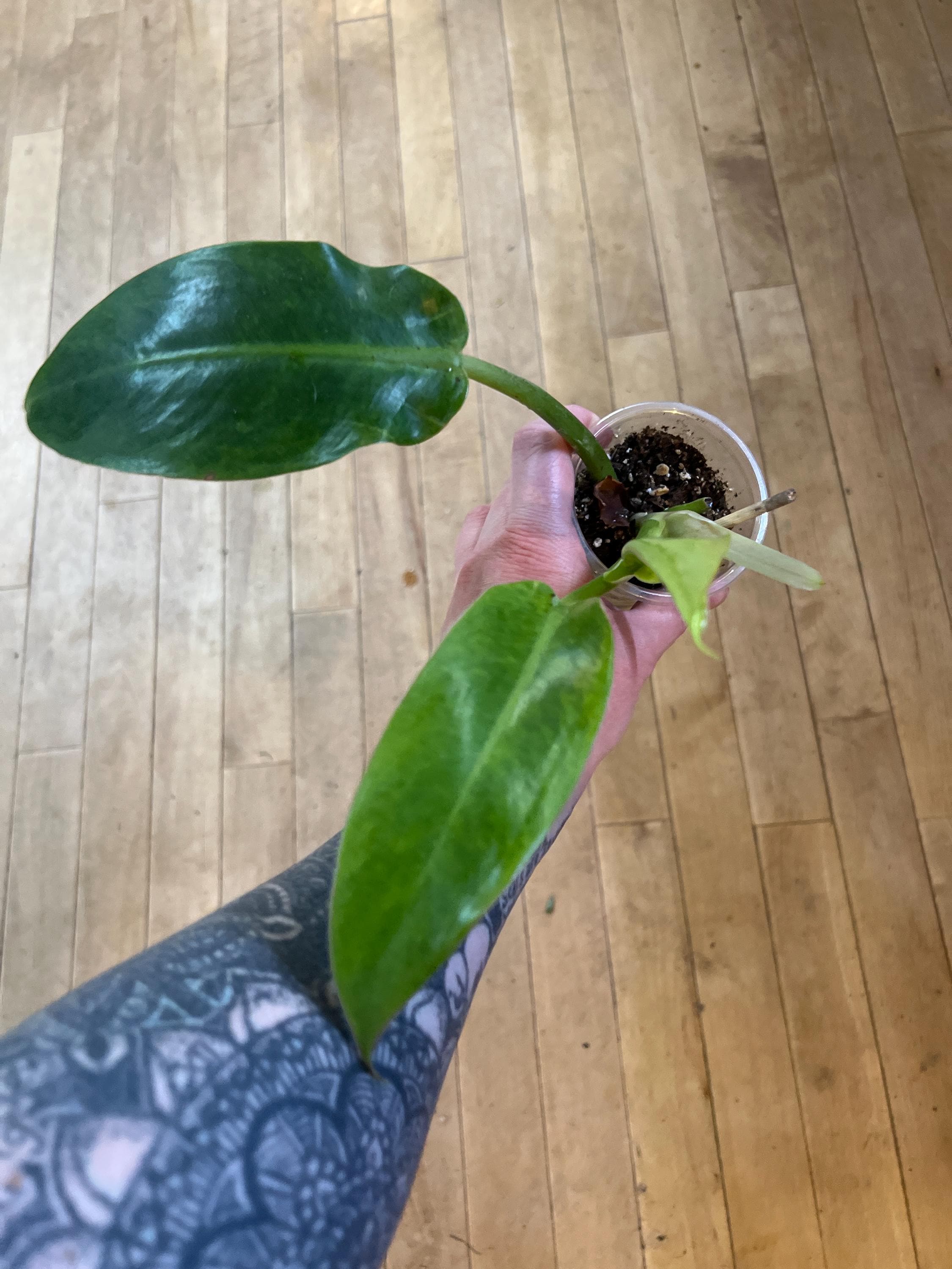 Philodendron Golden Spear - Etsy Canada