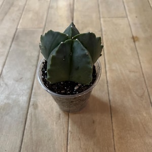 Barrel Cactus
