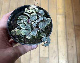 Variegated String of hearts