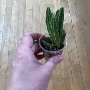 Fairytale Cactus Small