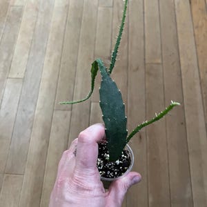 Orchid Cactus Red
