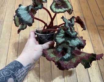 Begonia Escargot