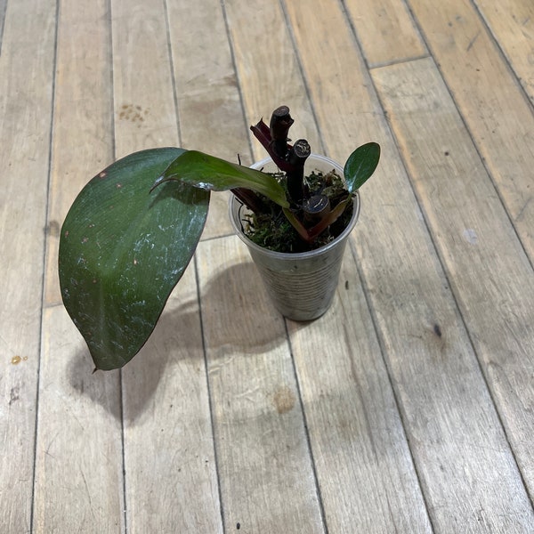 Philodendron Dark lord