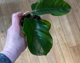 Philodendron Golden Spear - Etsy Canada