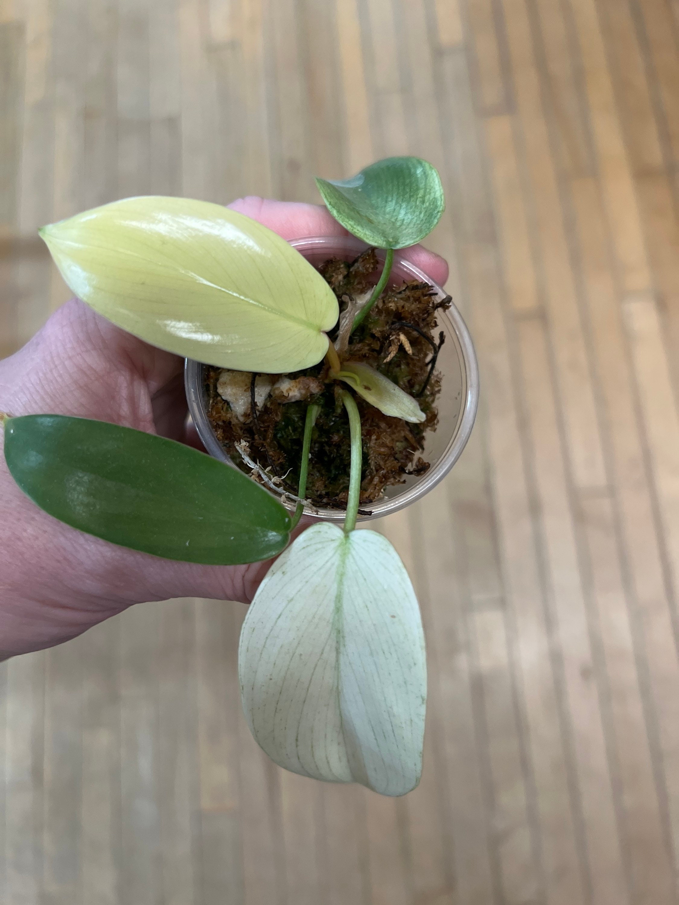 are snake plants frost resistant Silver Frost Snake Plant | Easy Care