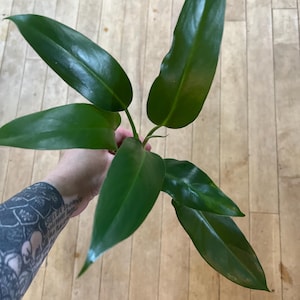 tropical succulent plants A2088103 2.2ft Artificial Green Succulent Tropical Plant Cactus Home B   Angela Flower