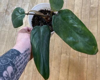 Philodendron Golden Spear - Etsy Canada