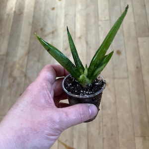 Sansevieria Boncel