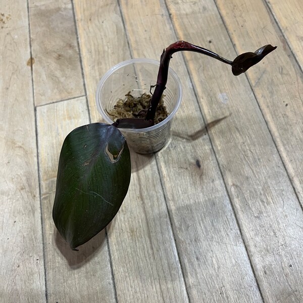 Imperfect Philodendron Dark Lord