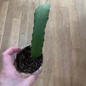 Orchid Cactus Red