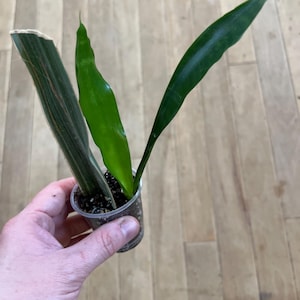 Sansevieria Sayuri