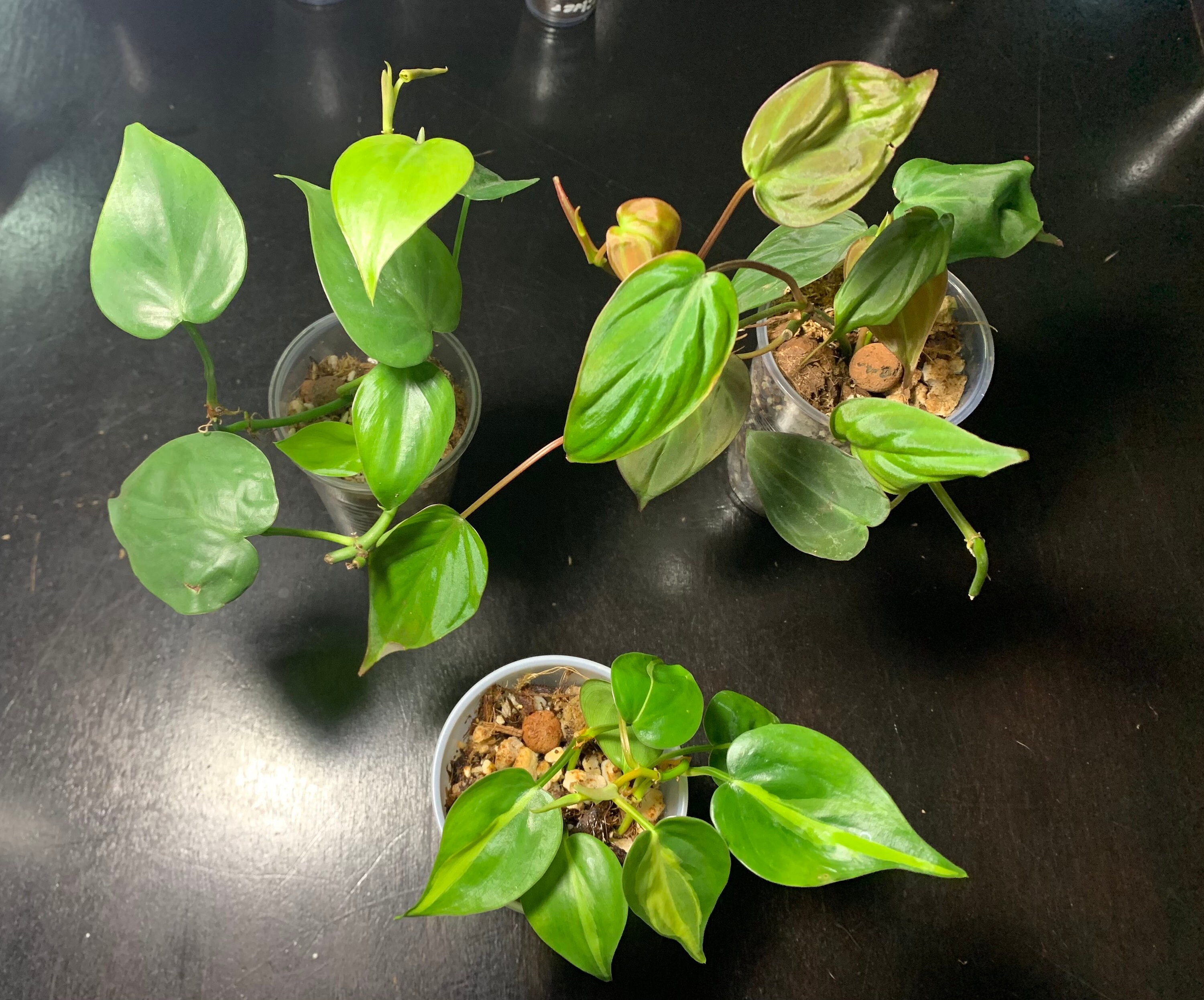 Vining Philodendron Trio(Brasil,Micans,Heartleaf)