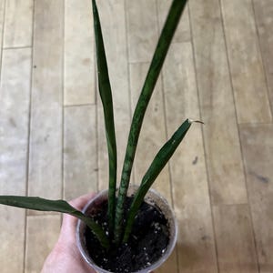 Peut inclure: Une plante Sansevieria avec trois longues feuilles cylindriques vert foncé, fines et élancées, présentant des motifs marbrés vert clair. La plante est dans un pot en plastique transparent rempli de terreau sombre avec des perles de perlite.