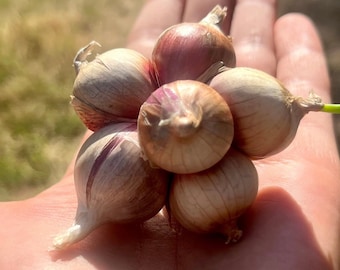 Egyptian Walking Onions Bulbs