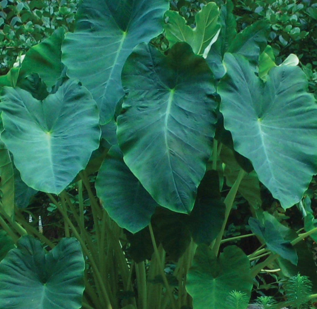 Jumbo Elephant Ear Bulbs Etsy