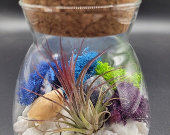 May include: A clear glass terrarium jar with a cork lid containing white gravel, a central air plant, a tan seashell, a dark stone, and clusters of preserved reindeer moss in vibrant shades of blue, lime green, and deep purple.
