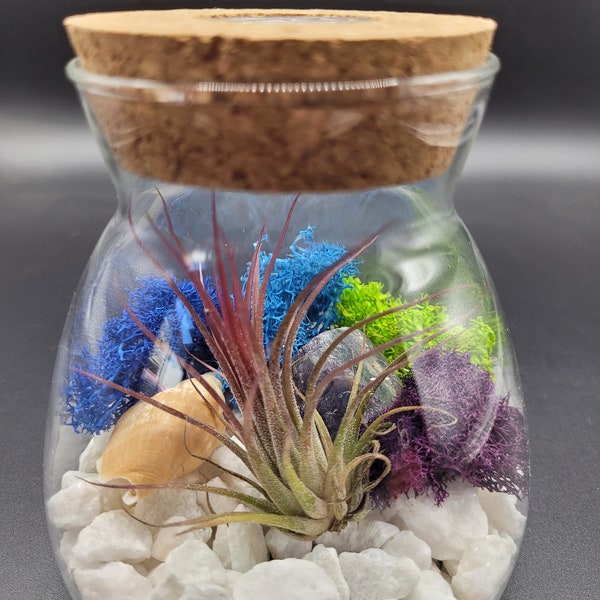 4.5 Inch Glass Air Plant Terrarium Kit with Color Changing LED Light Display, Live Tillandsia Air Plant