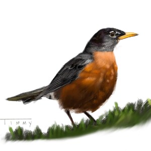 Könnte beinhalten: Digitalgemälde eines Rotkehlchens. Der Vogel hat eine leuchtend orangefarbene Brust, einen dunkelgrauen Rücken und Flügel sowie einen schwarzen Kopf. Es steht auf einem Flecken grünen Grases vor einem weißen Hintergrund. Die Signatur des Künstlers, "Timmy", ist sichtbar.