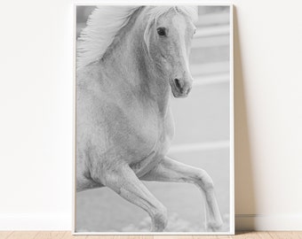 May include: A black and white photograph of a white horse running with its head turned towards the camera.
