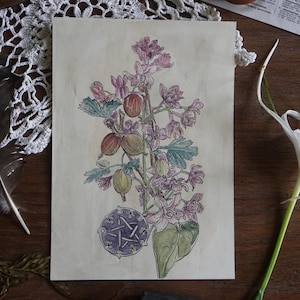 May include: A botanical illustration featuring a flowering plant with pink blossoms and green leaves, alongside ripe, reddish-brown and green berries. A purple pentacle is at the base of the plant. The artwork is on aged paper.