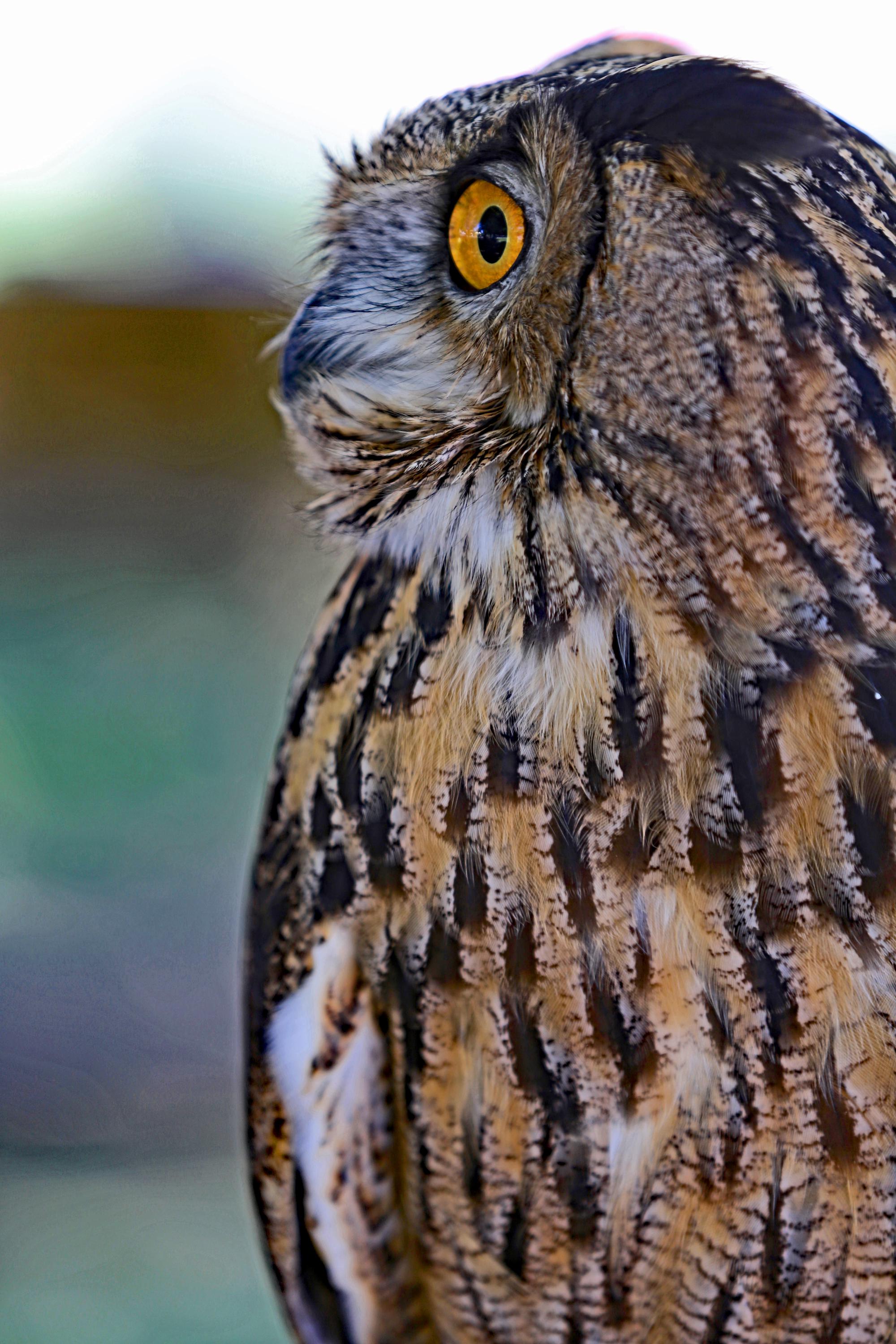 Great Horned Owl-5x7 or 8x10 matted photograph