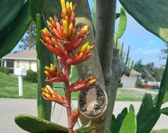 Bromeliad Aechmea In Bloom