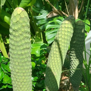 Monstera Deliciosa Fruit Pre-Order