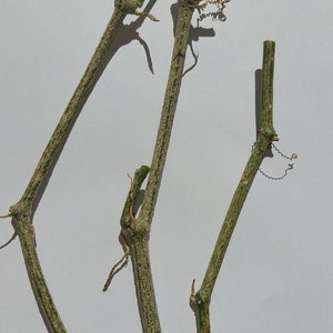 May include: Three green vine stems with brown markings on a white background.
