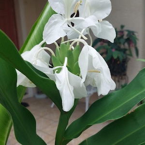 White Butterfly Ginger Lily Rhizome