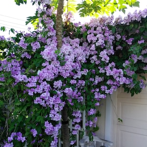 May include: A papaya tree with green papaya fruit growing on it. The tree is surrounded by a vine of purple flowers.