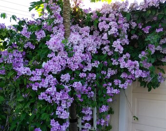 Garlic Vine / Mansoa alliacea  Cuttings