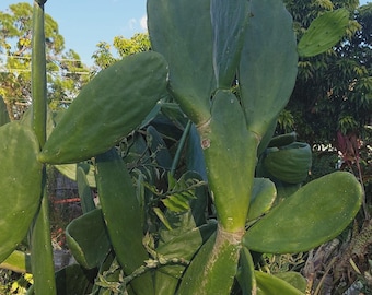Buy 1 Get 1 Free Pad of Delicious Thornless Opuntia AKA Nopal Cactus