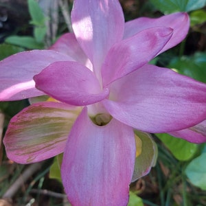 Cape York Lily / Aussie Gem Rhizome