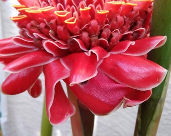 Red Torch Ginger Live Rhizome Tropical Exotic Plant Flower - Etsy