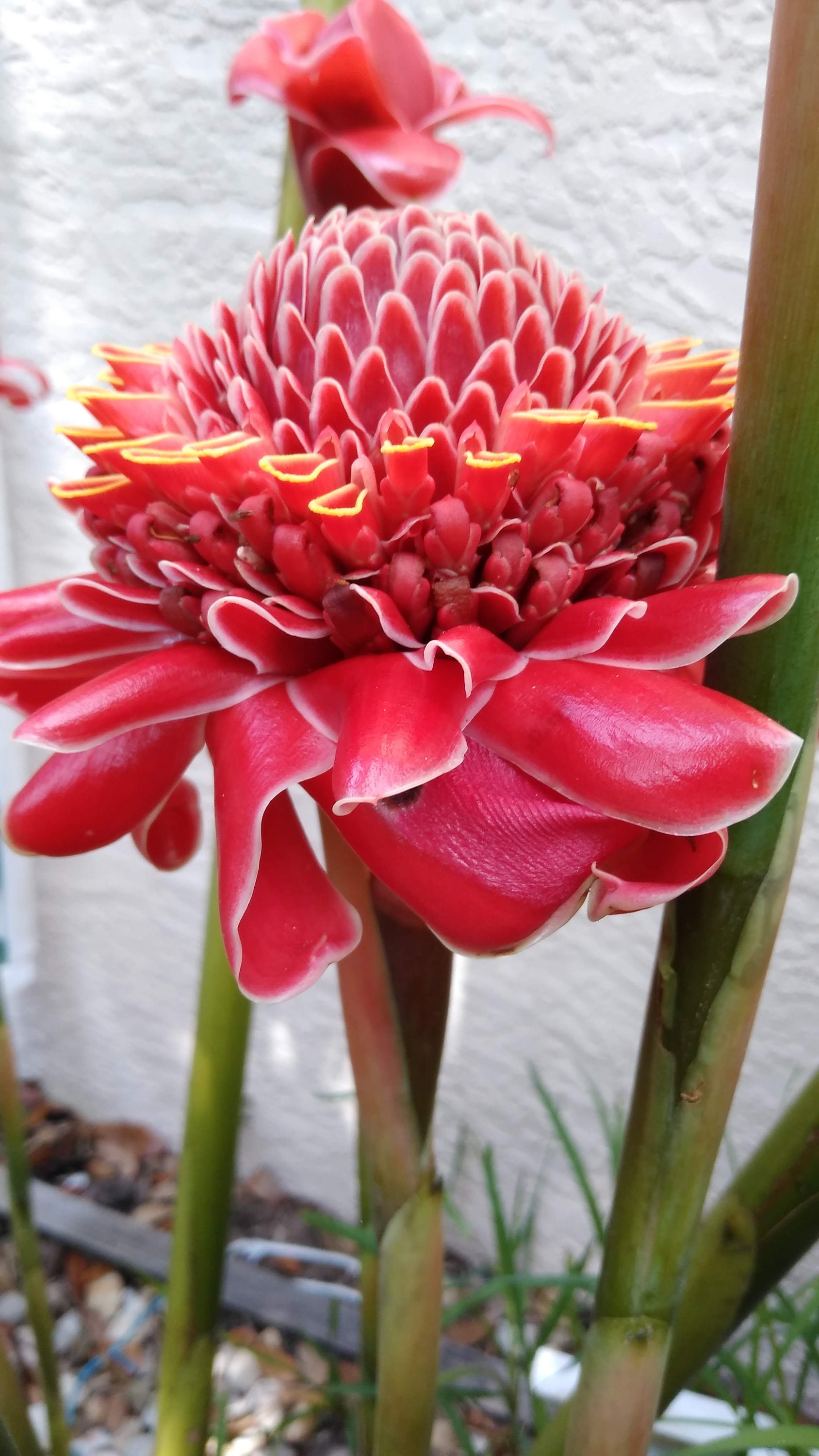 Red, or Pink, or White Torch Ginger RHIZOME - Etsy