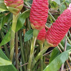 Shampoo Ginger Plant (Rhizome)