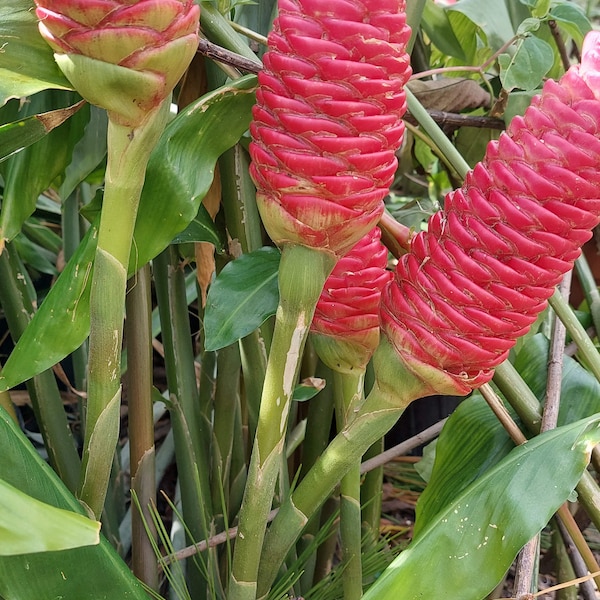 Shampoo Ginger Plant Etsy