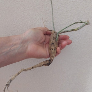 Tindora tuber + 2 cuttings (as a gift) – everbearing cucumber / Ivy scarlet gourd / Kowai fruit / Indian cucumber