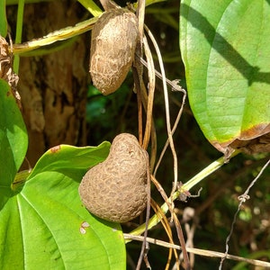 May include: Close-up of a plant with heart-shaped, textured brown tubers hanging from thin, brown vines. Large, green leaves are visible, with sunlight illuminating the scene. The image is taken outdoors.
