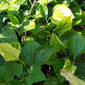 La Lot 14 + 5  Wild Betel leaf  / Piper Sarmentosum  bare root plants