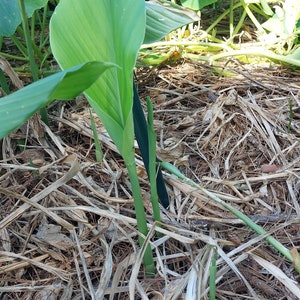 Turmeric Plant / Rhizome Barerooted - Organically Grown from Florida