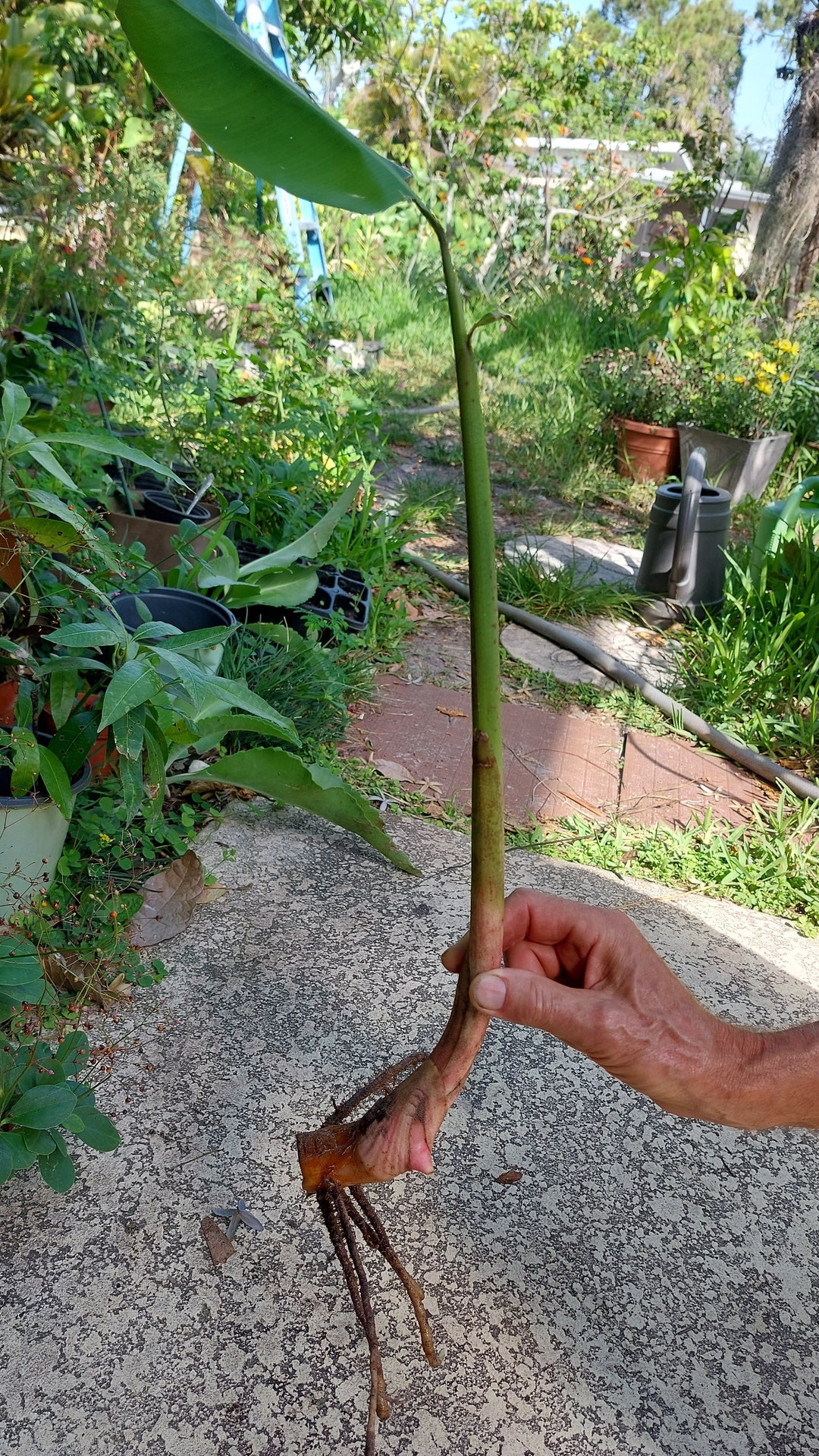 Lobster Claw Rhizome Etsy