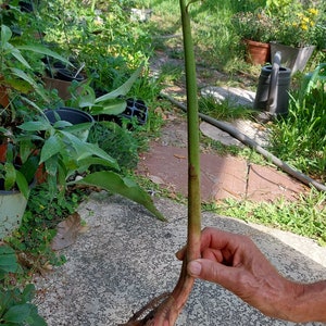 Lobster Claw Rhizome