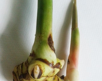 May include: Close-up of a fresh galangal rhizome, showcasing its pale yellow flesh and green stem. The image highlights the plant's unique shape and texture, with a focus on the bulbous root and the emerging shoot. The background is plain white.