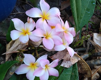 3 Pink OR Yellow  Plumeria / Frangipani Cuttings