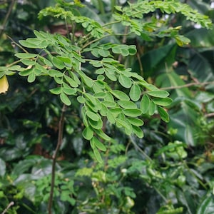 Moringa Oleifera  Cuttings