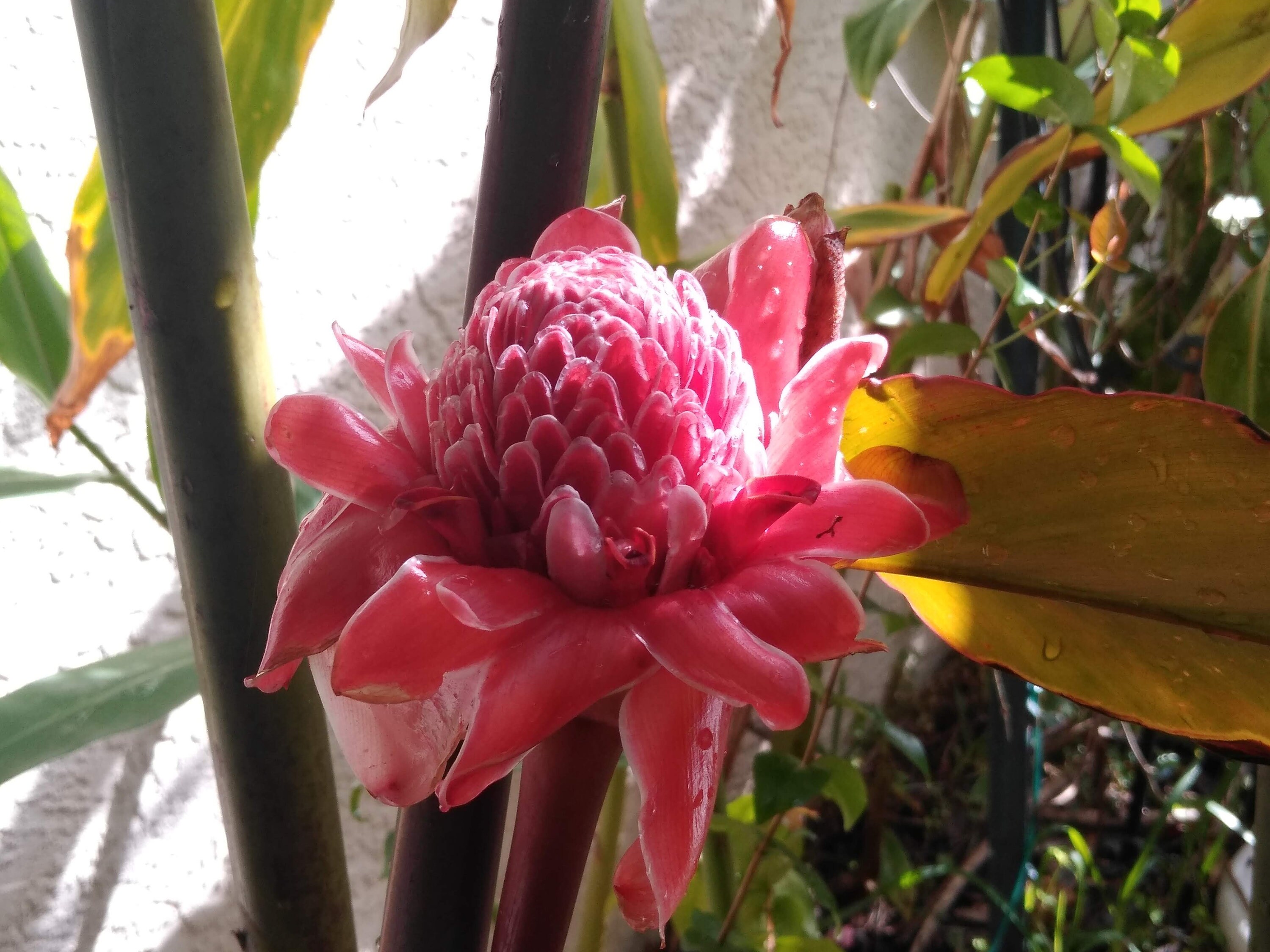 Red, or Pink, or White Torch Ginger RHIZOME - Etsy