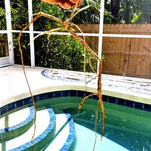 May include: A close-up of a large, dried, brown root system hanging over a blue tiled swimming pool. The roots are long and thin, and they are hanging from a white metal frame.